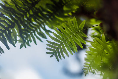 Close-up of green leaves on tree branch