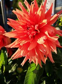 Close-up of red flowering plant