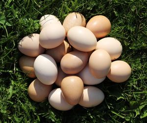 High angle view of eggs on field