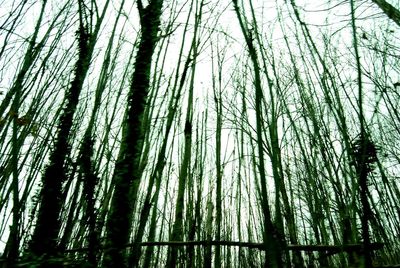 Low angle view of trees