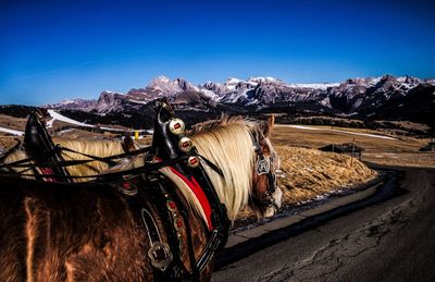 Horse cart on snow covered mountains against clear sky