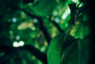 Close-up of wet leaves