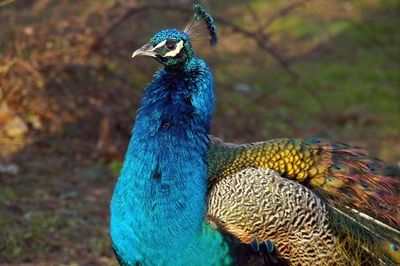 Close-up of peacock