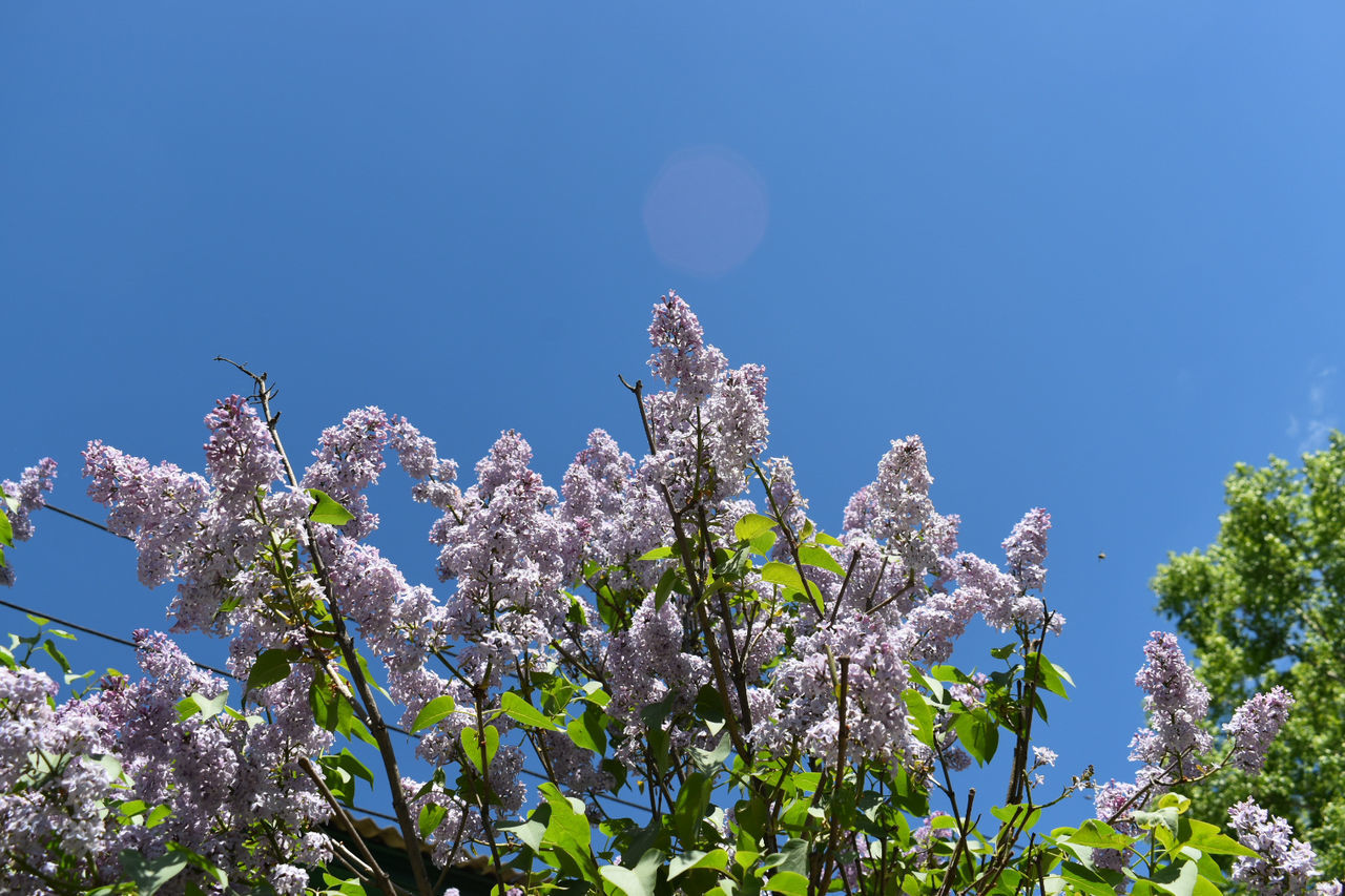 plant, sky, low angle view, growth, flowering plant, flower, beauty in nature, nature, blue, tree, fragility, day, no people, clear sky, vulnerability, animal wildlife, animals in the wild, sunlight, freshness, animal, springtime, cherry blossom, lilac