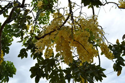 Low angle view of tree against sky