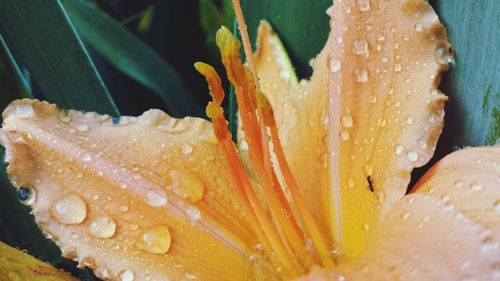 Close-up of water drops on flower