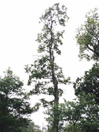 Low angle view of trees against clear sky