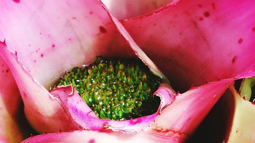 Close-up of pink flowers