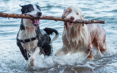 Dogs carrying stick in mouth while walking in lake