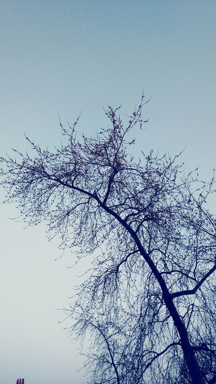 low angle view, clear sky, tree, branch, silhouette, nature, copy space, growth, beauty in nature, sky, bare tree, blue, tranquility, high section, outdoors, day, treetop, no people, scenics, dusk