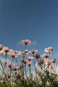 Low angle view of pink flowers against clear blue sky