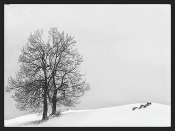 Bare trees on snow covered landscape