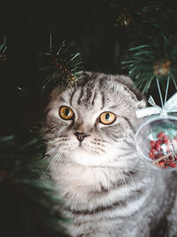 Scottish fold cat under the christmas tree