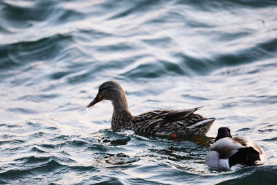 Duck swimming in a lake