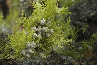 Close-up of white flowers