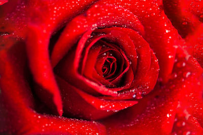 Close-up of red rose