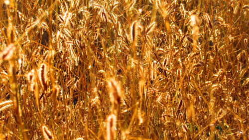 Full frame shot of grass in field