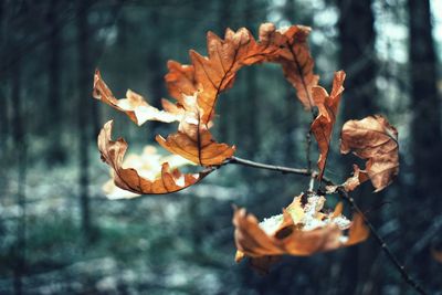 Close-up of dry leaves on branch