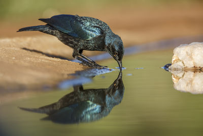 Close-up of bird perching on rock