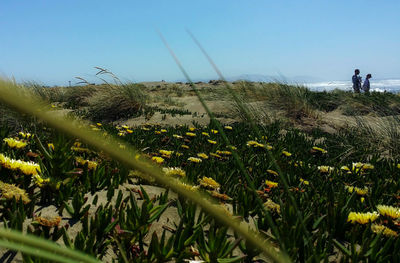 Scenic view of field against clear sky