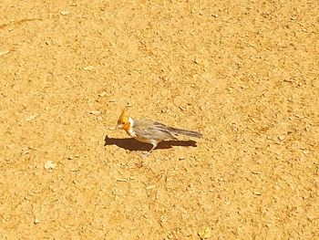 Close-up of bird perching on wall