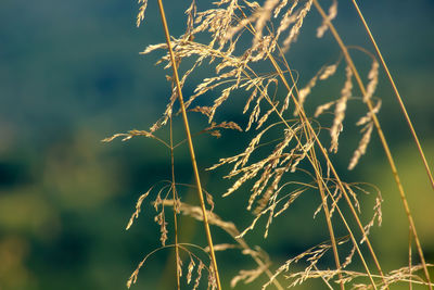 Close-up of stalks against blurred background