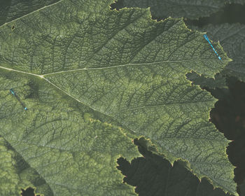 Close-up of lizard on leaf