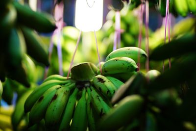 Close-up of fruit growing on plant