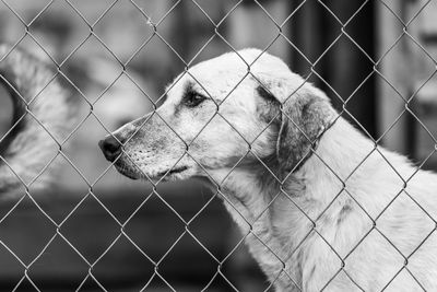 Close-up of chainlink fence