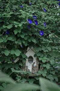 Close-up of purple flowering plants