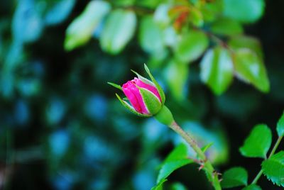 Close-up of pink flower blooming outdoors