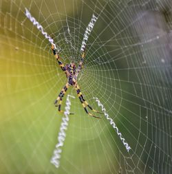 Close-up of spider on web