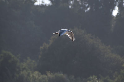 Low angle view of bird flying