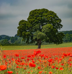 Scenic view of red flowering trees on field against sky