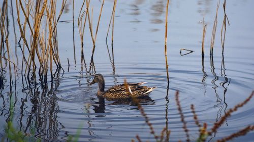 Bird swimming in lake