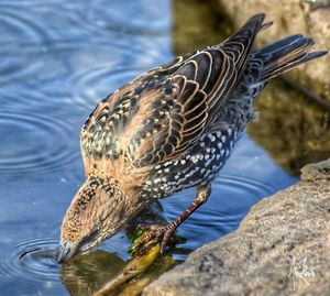 Close-up of bird perching on water