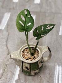 High angle view of potted plant on table