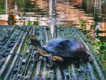 Close-up of turtle in water