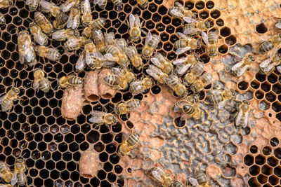 Queen bee cones in honeycomb