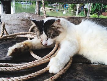 Close-up of cat sleeping on wood