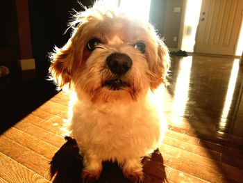 Close-up portrait of dog at home
