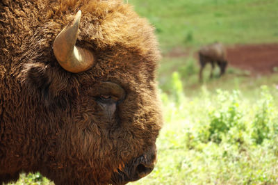 Close-up of bison