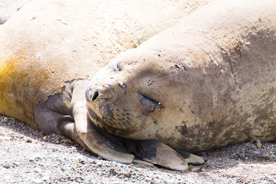 Close-up of an animal sleeping on ground