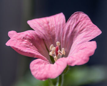 Close-up of pink flower