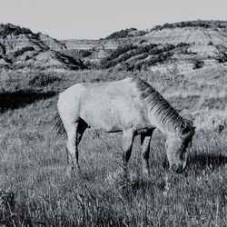 Side view of horse grazing on field