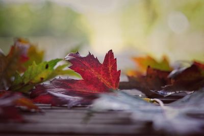Close-up of maple leaf on autumnal leaves