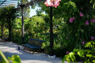 Empty bench by plants in park