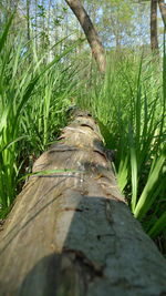 Close-up of tree trunk