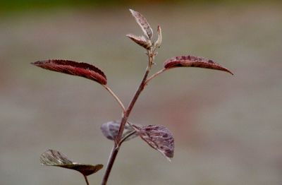 Close-up of wilted plant