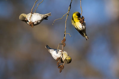 Close-up of bird flying